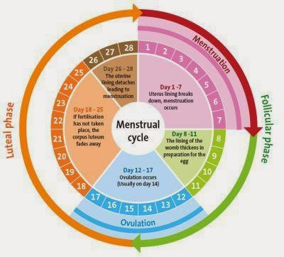 menstrual cycle diagram gcse